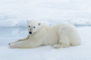 A polar bear laying down. 